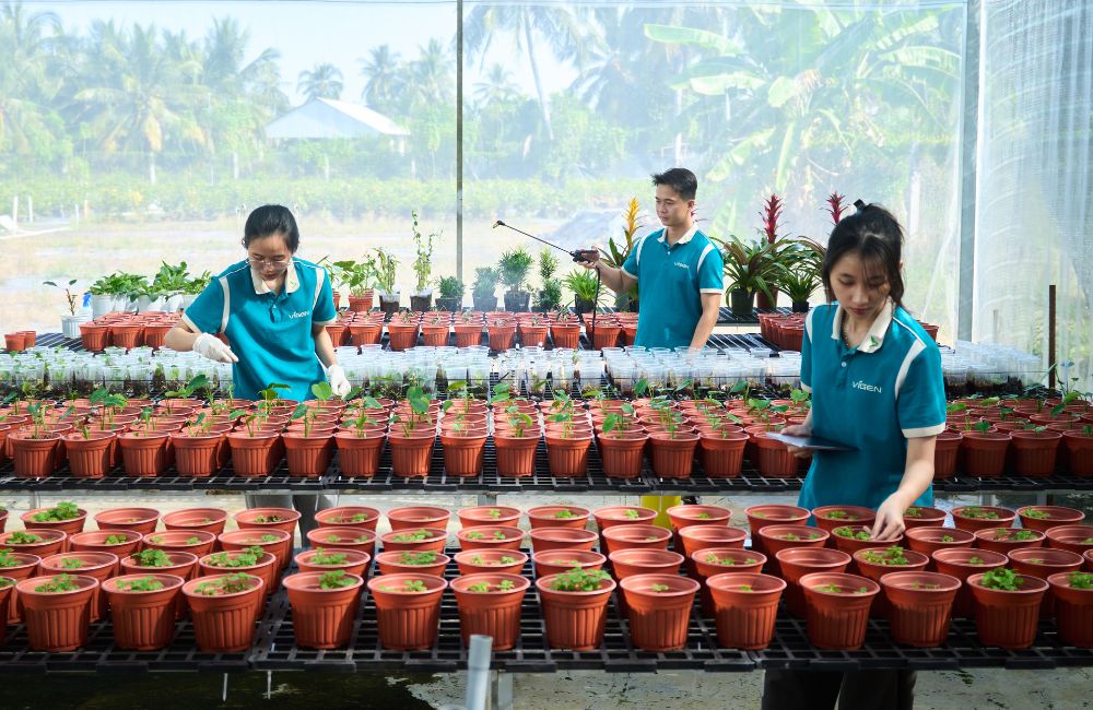 Chất lượng cây giống ViGen