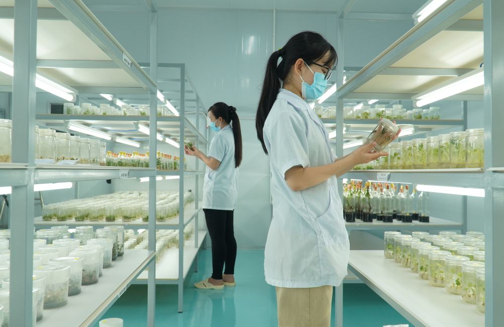 Chất lượng cây giống ViGen