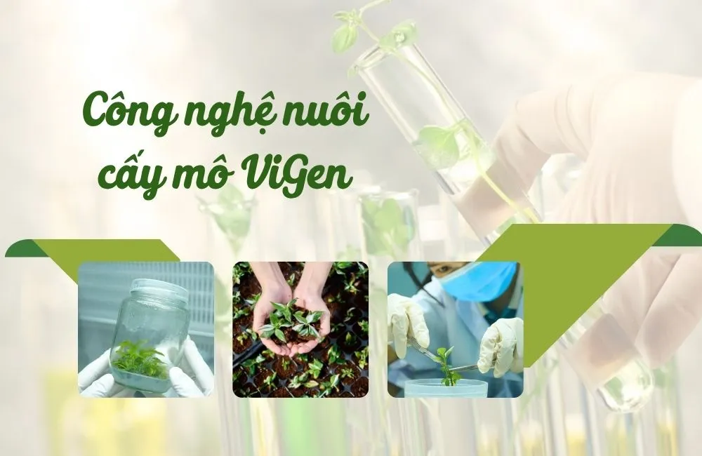 Công nghê nuôi cấy mô ViGen
