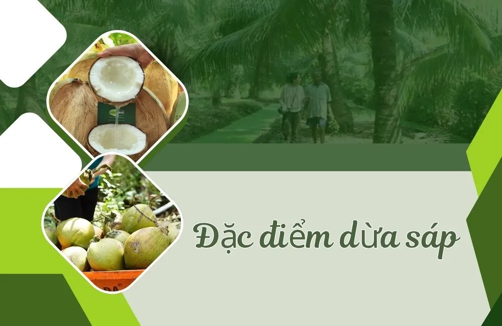 Đặc điểm dừa sáp và cách nhận diện