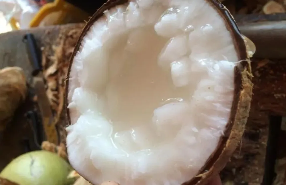 Đặc điểm dừa sáp và cách nhận diện
