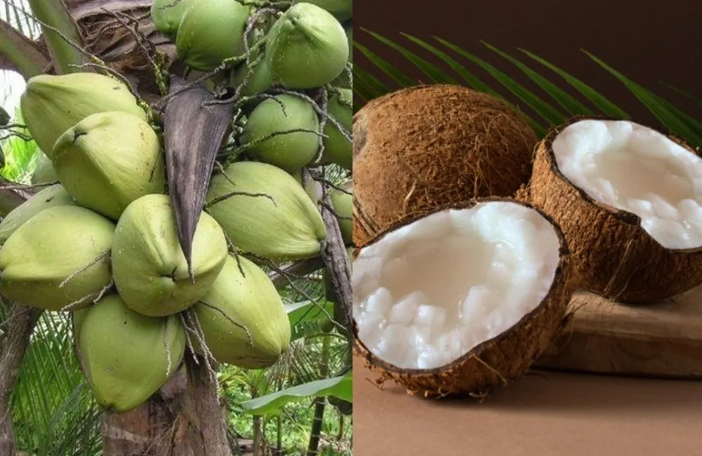 Đặc điểm dừa sáp và cách nhận diện