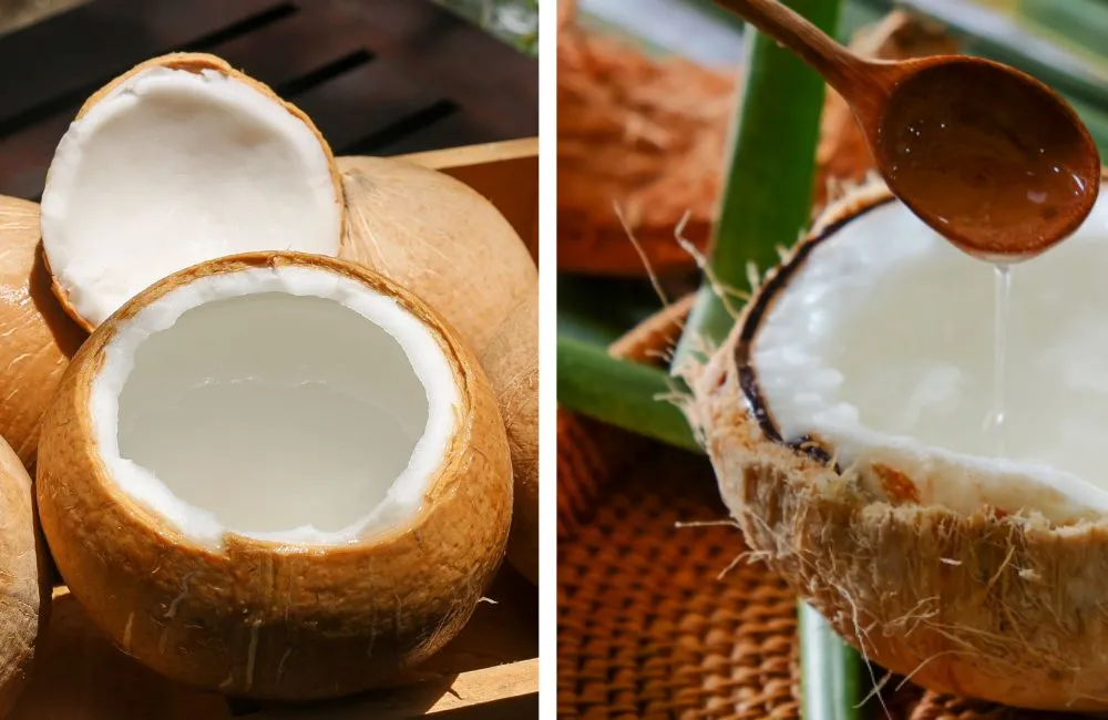 Đặc điểm dừa sáp và cách nhận diện