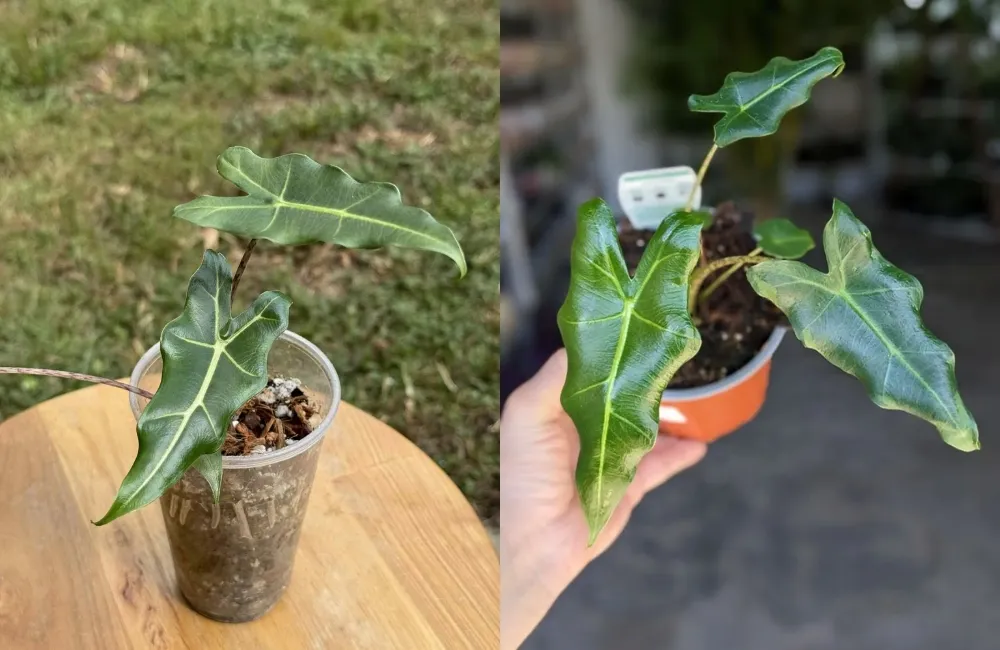 Sự phát triển của lá: kích thước, màu sắc và hình dáng