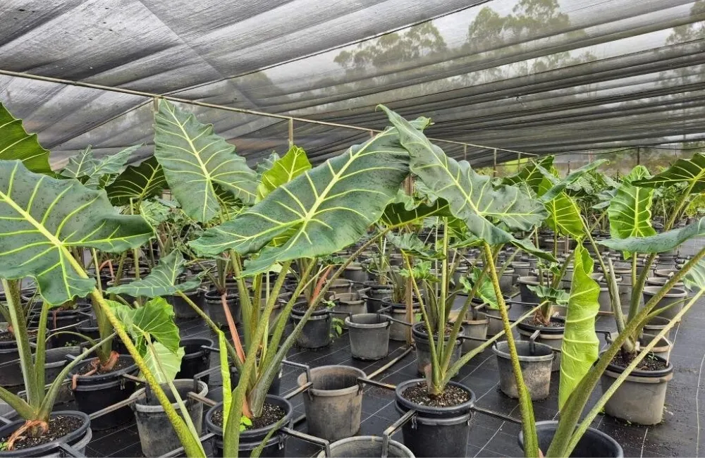 Ứng dụng và kinh nghiệm chăm sóc Alocasia Sarian cấy mô