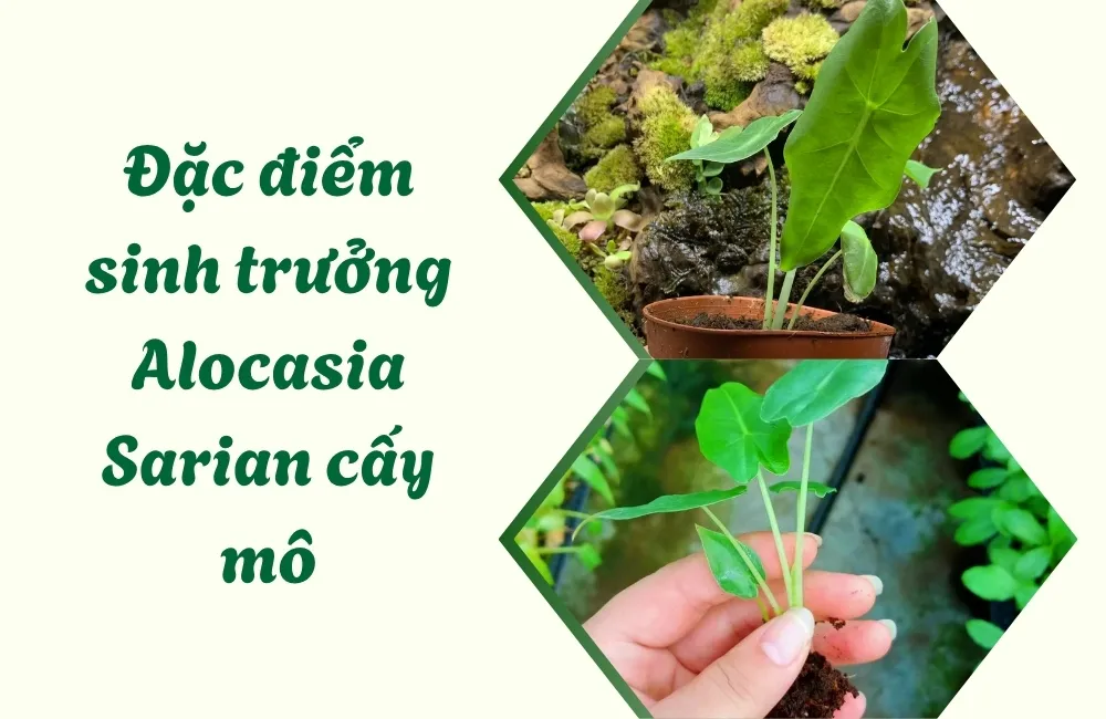 Tổng quan về Alocasia Sarian cấy mô
