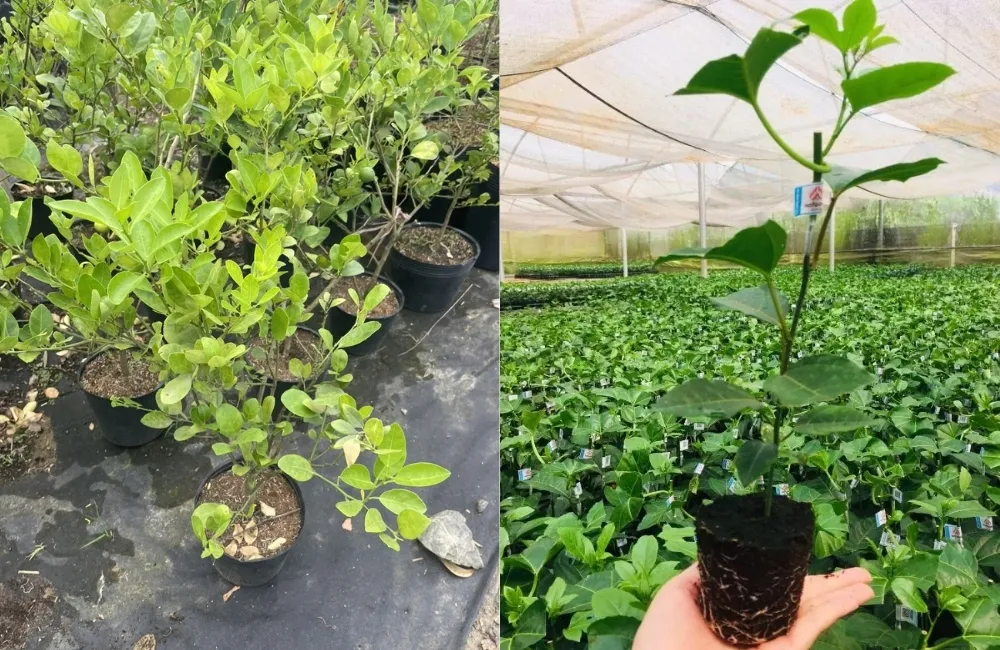 Đặc điểm phát triển thân, lá và tán cây chanh giấy