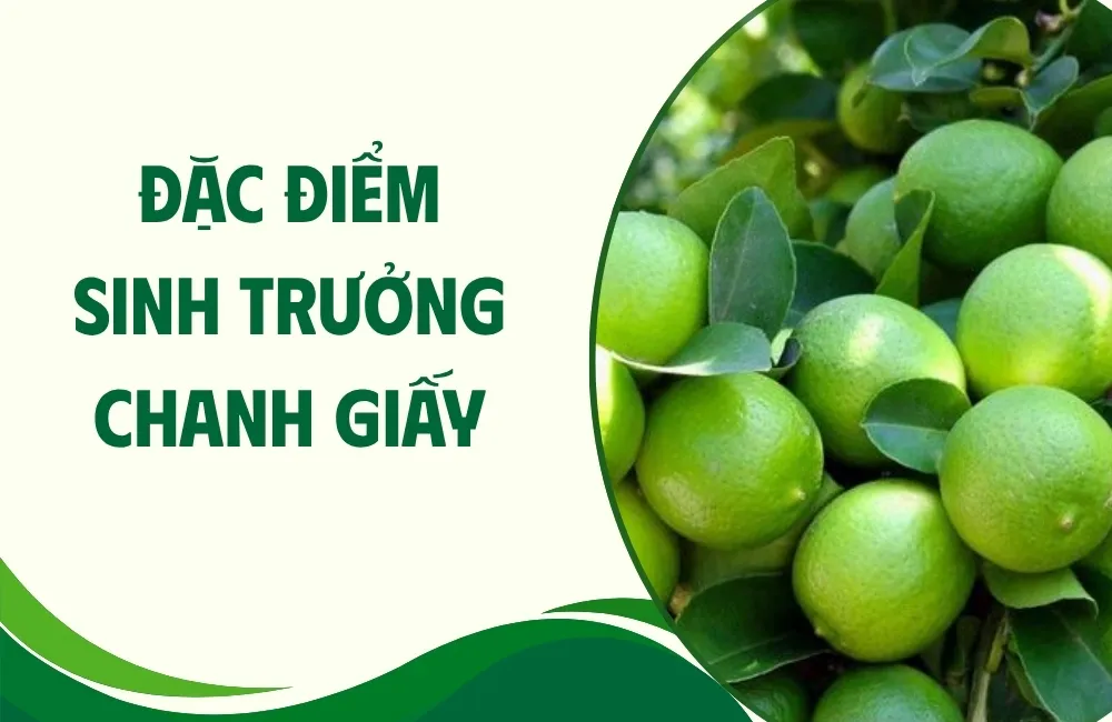 Tổng quan về cây chanh giấy và đặc điểm sinh trưởng nổi bật