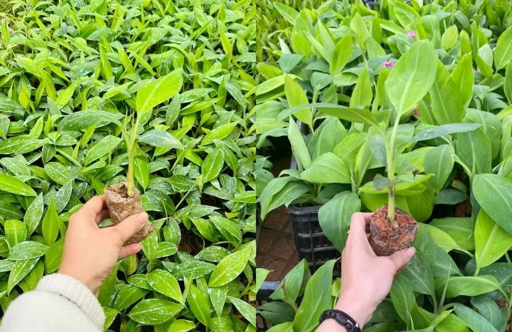Tốc độ sinh trưởng và khả năng phát triển thân lá