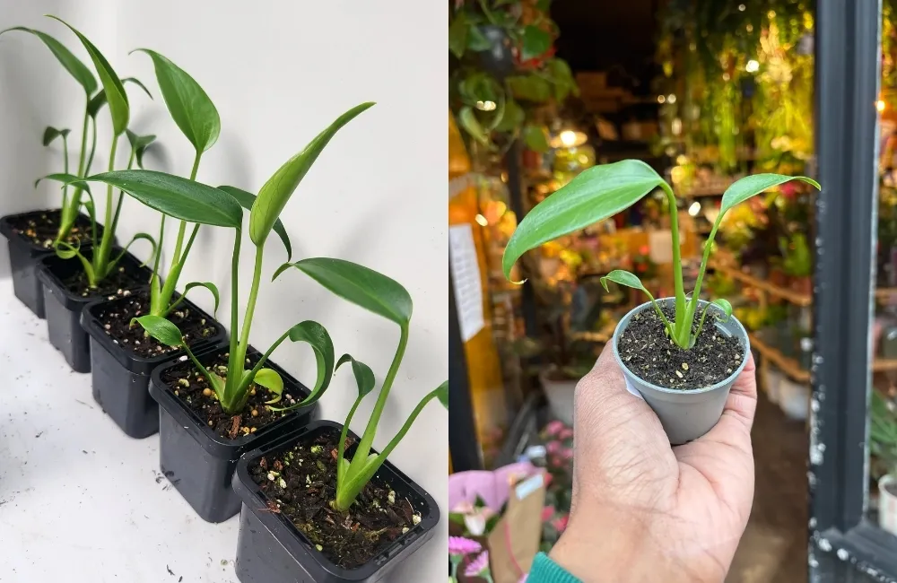 Các yếu tố ảnh hưởng đến sinh trưởng của Monstera Burle Marx Flame cấy mô