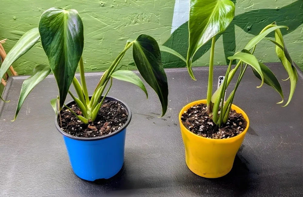 Biểu hiện sinh trưởng thực tế của Monstera Burle Marx Flame cấy mô
