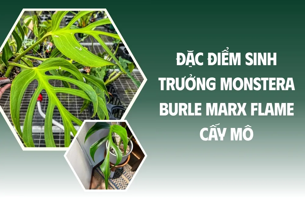Đặc tính sinh học của Monstera Burle Marx Flame cấy mô