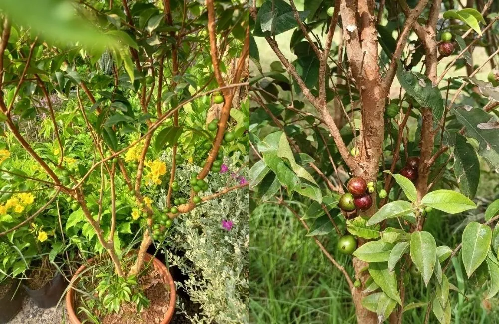 Giai đoạn ra hoa – đậu trái và chu kỳ lặp lại