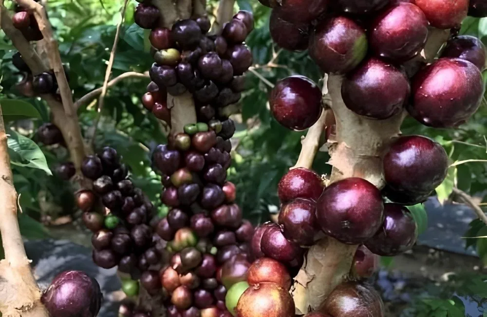 Ứng dụng đặc điểm sinh trưởng để nâng cao hiệu quả trồng
