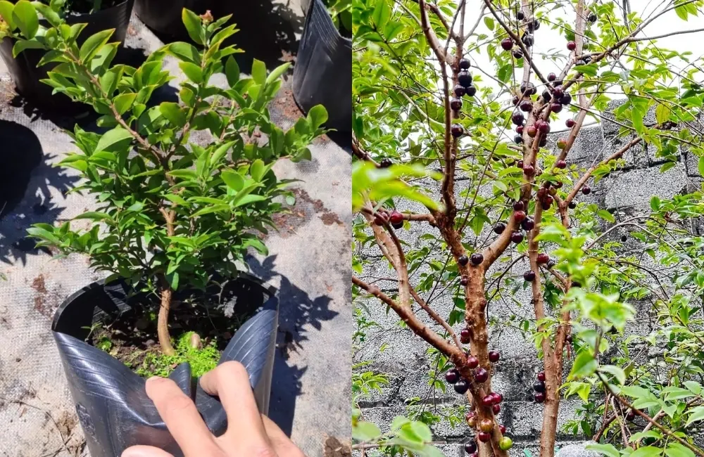Đặc điểm phát triển thân, lá và tán cây theo từng giai đoạn