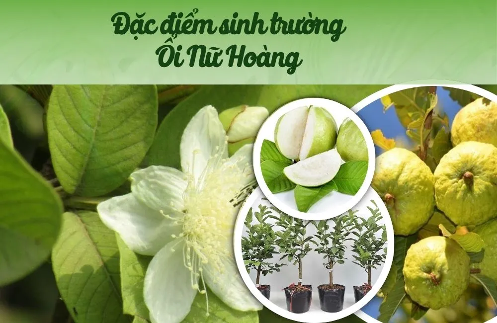 Đặc điểm sinh trưởng ổi Nữ Hoàng