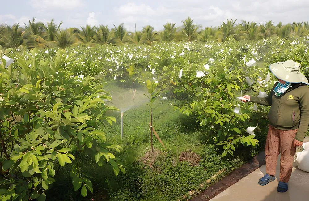 Đặc điểm sinh trưởng ổi Nữ Hoàng