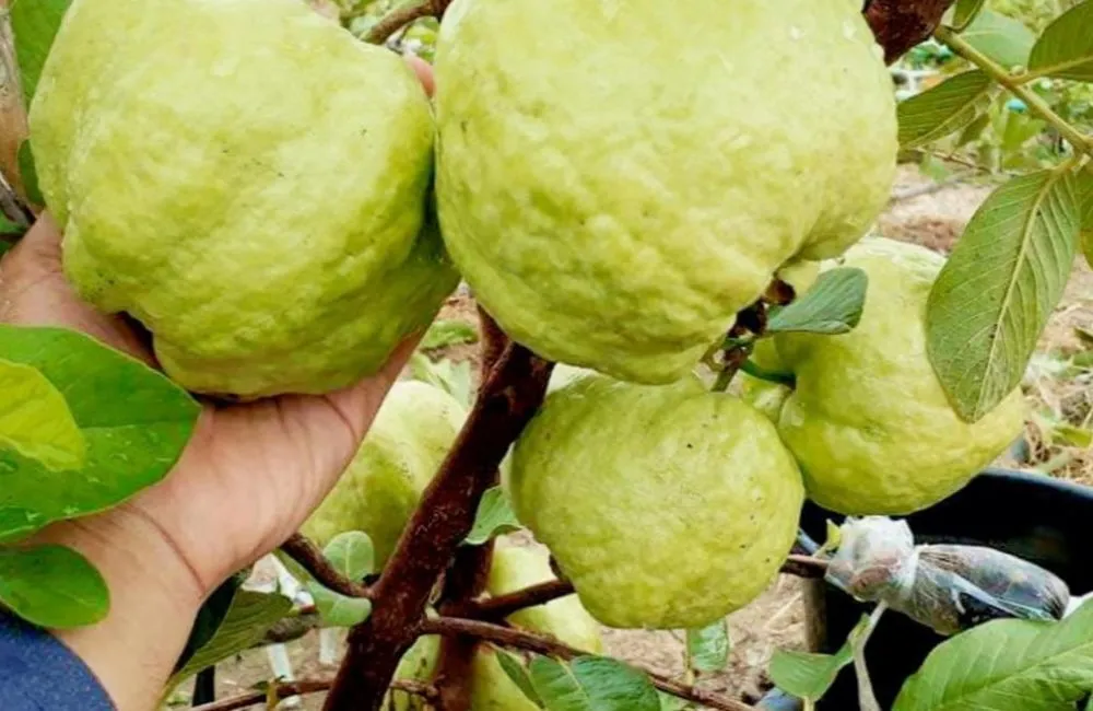 Đặc điểm sinh trưởng ổi Nữ Hoàng