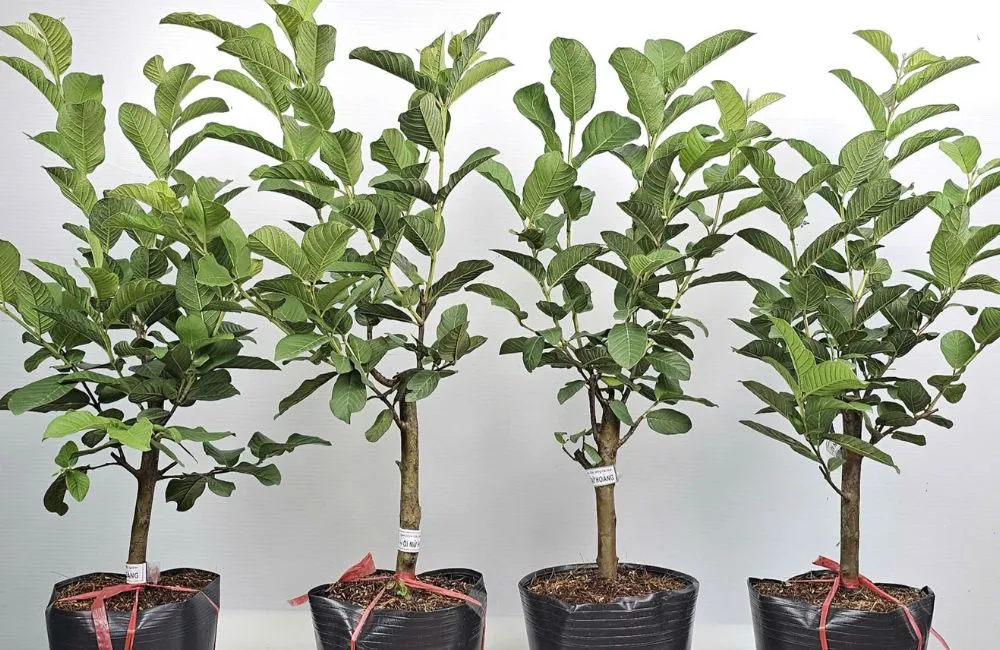 Đặc điểm sinh trưởng ổi Nữ Hoàng