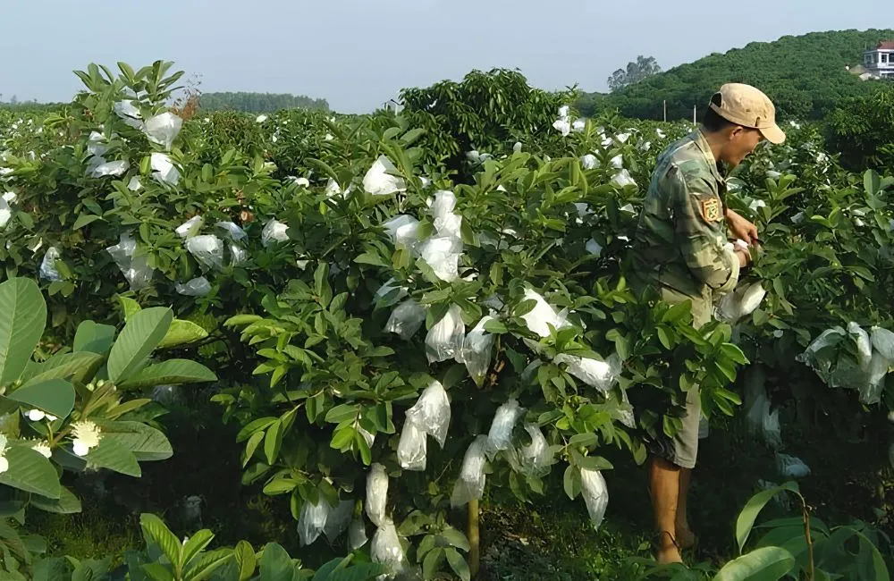 Đặc điểm sinh trưởng ổi Nữ Hoàng