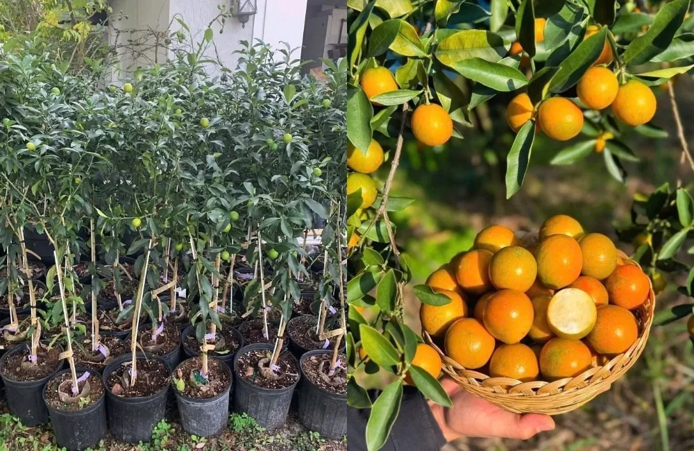 Đánh giá tiềm năng sinh trưởng và khả năng canh tác