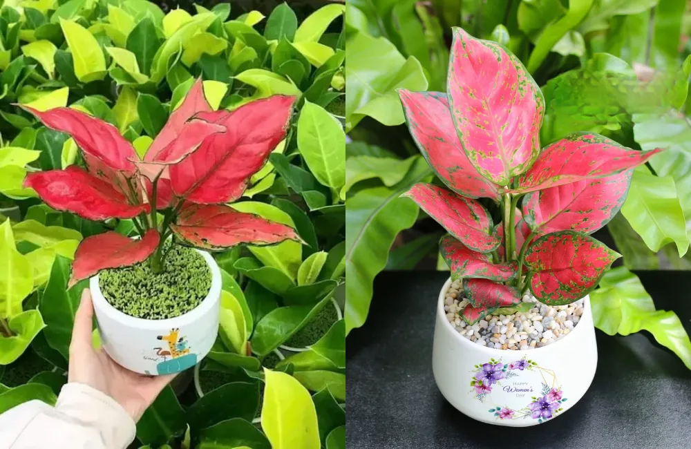 Những yếu tố ảnh hưởng trực tiếp đến sinh trưởng của Vạn Lộc Đỏ cấy mô