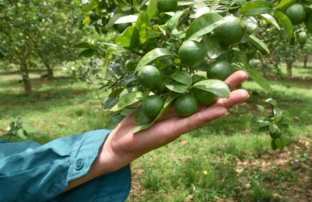 Yêu cầu về đất trồng và dinh dưỡng cho Chanh Giấy