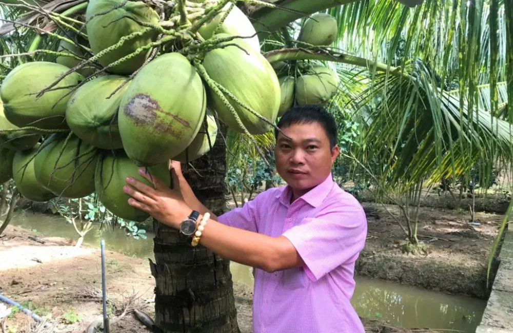 Điều kiện trồng dừa sáp