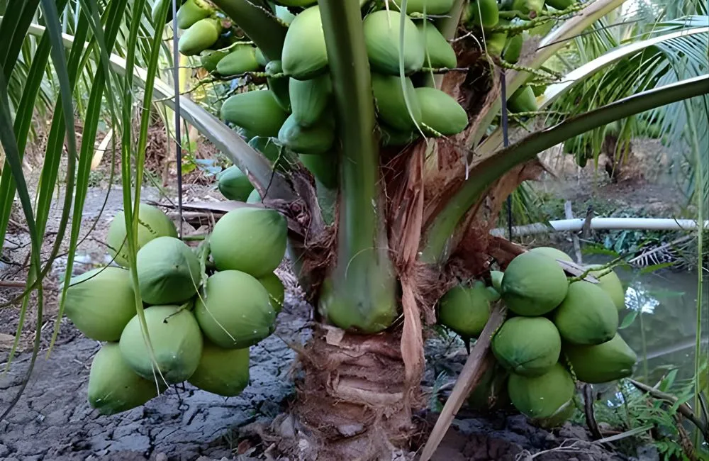Điều kiện trồng dừa sáp