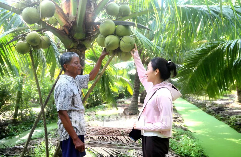 Điều kiện trồng dừa sáp