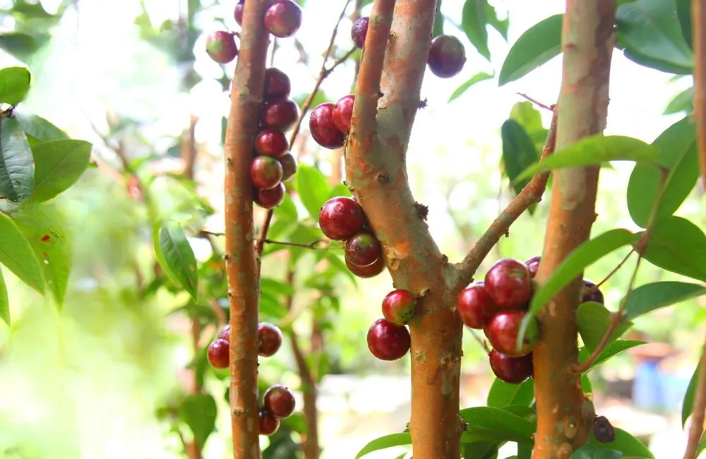 Điều kiện dinh dưỡng và cách kích thích cây ra trái quanh năm