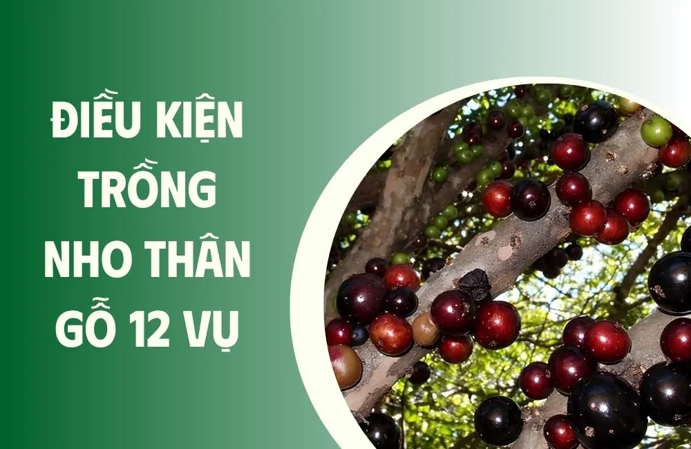 Nho Thân Gỗ 12 vụ có thực sự “dễ trồng” như nhiều người nghĩ?