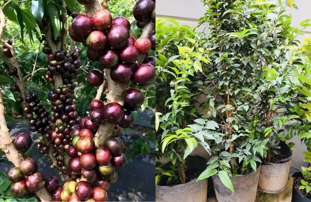 Kỹ thuật chăm sóc và lưu ý để cây phát triển ổn định