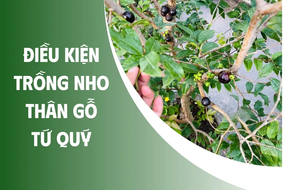 Tổng quan về đặc tính sinh trưởng của Nho Thân Gỗ Tứ Quý