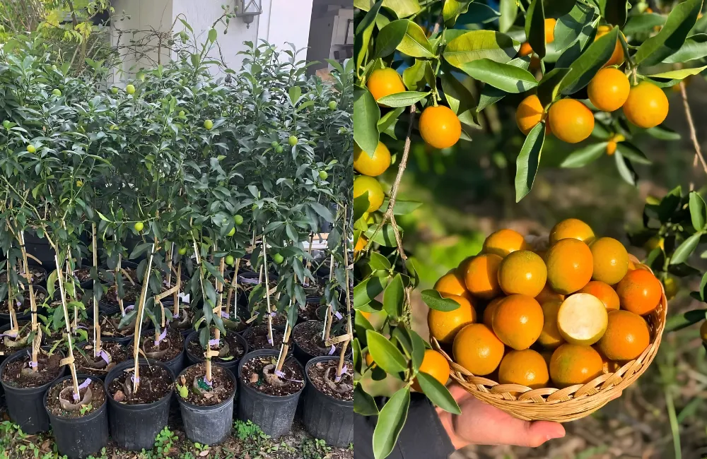 Ánh sáng và thời gian chiếu sáng cần thiết