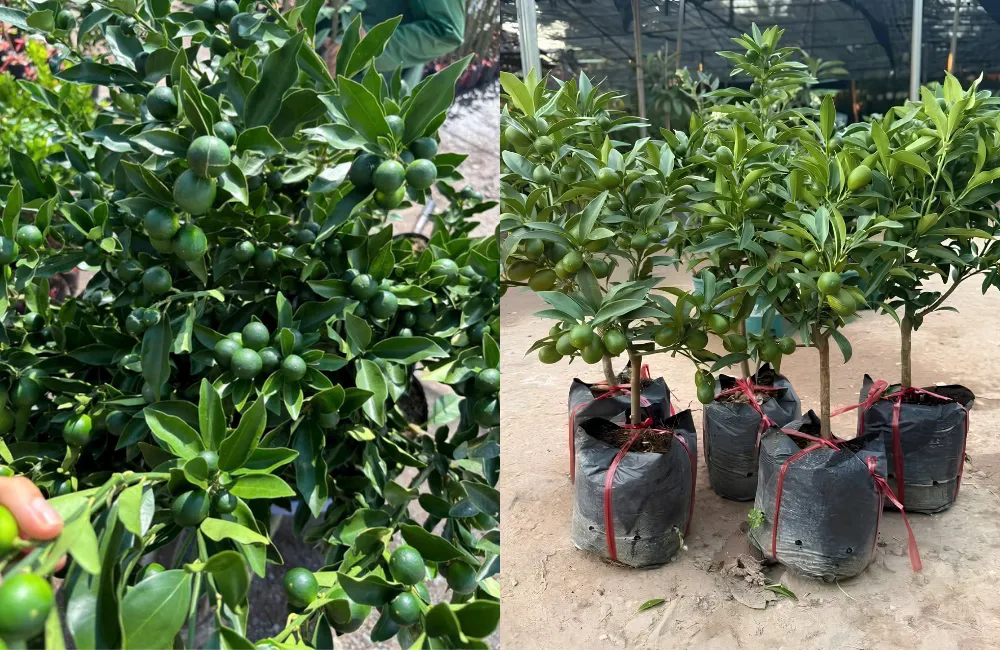 Những yếu tố ảnh hưởng đến sinh trưởng và năng suất