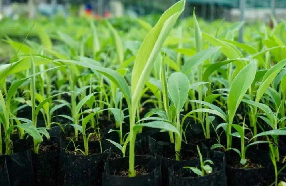 Đồng đều cây giống và tầm quan trọng