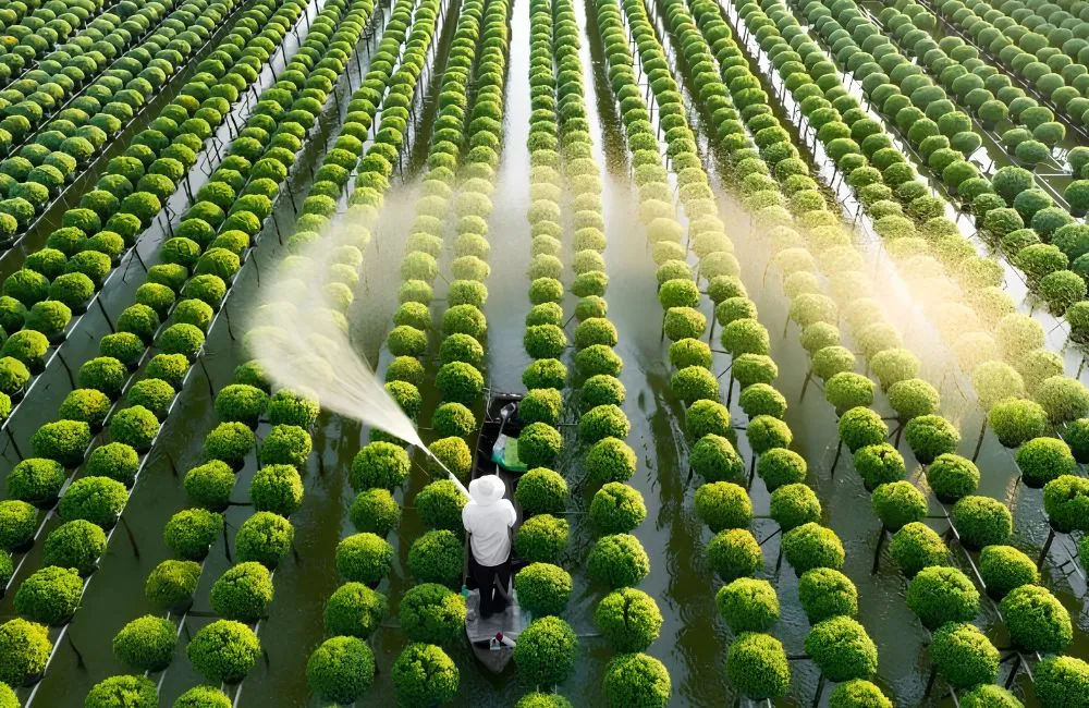 Đồng đều cây giống và tầm quan trọng