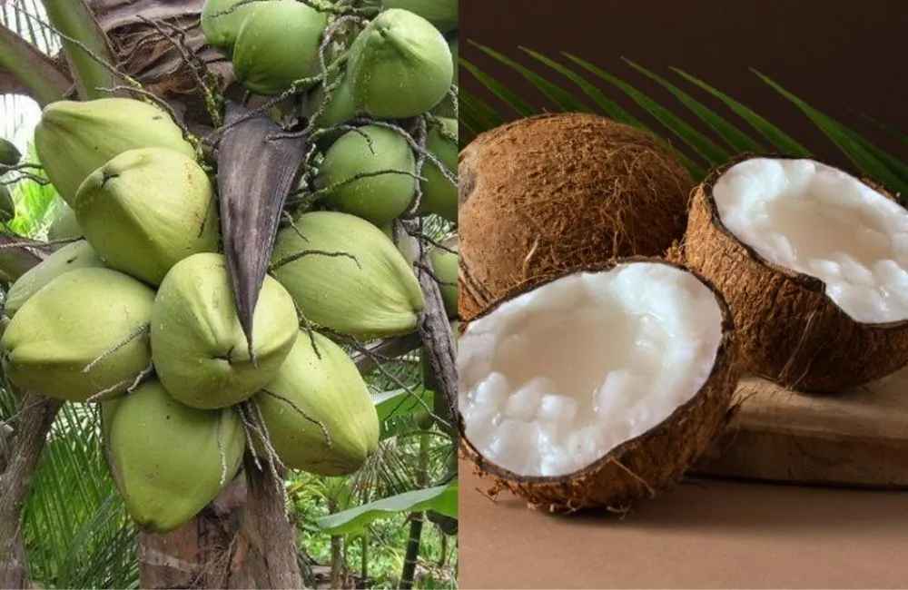 Dừa sáp cấy mô