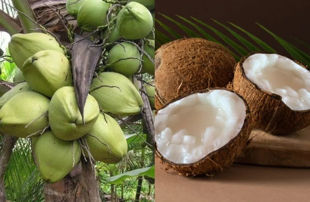 Dừa sáp cấy mô