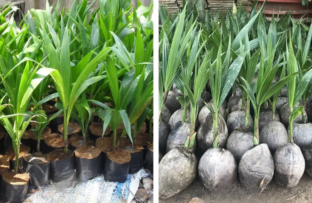 Dừa sáp cấy mô