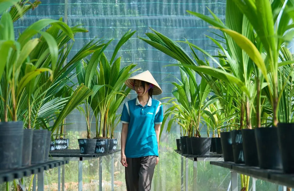 Dừa sáp cấy mô