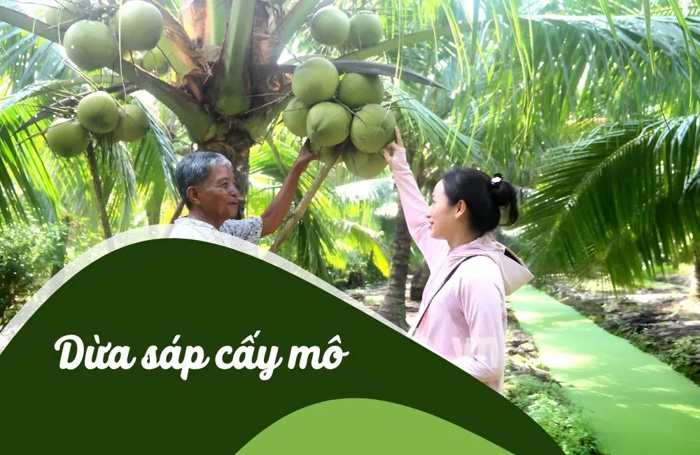 Dừa sáp cấy mô