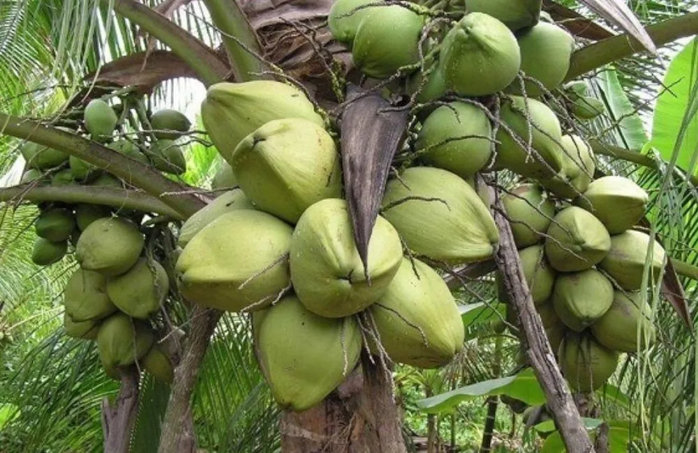 Dừa sáp cấy mô