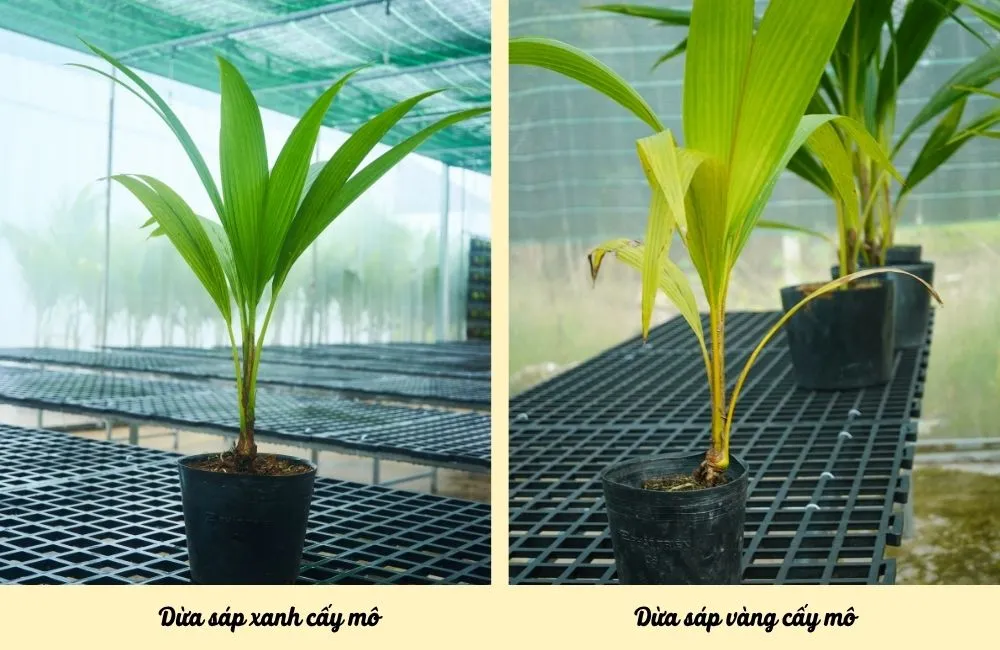 Dừa sáp xanh cấy mô và dừa sáp vàng cấy mô