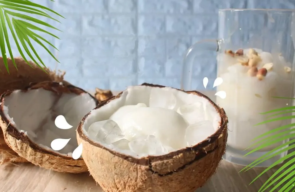 Dừa sáp xanh cấy mô và dừa sáp vàng cấy mô