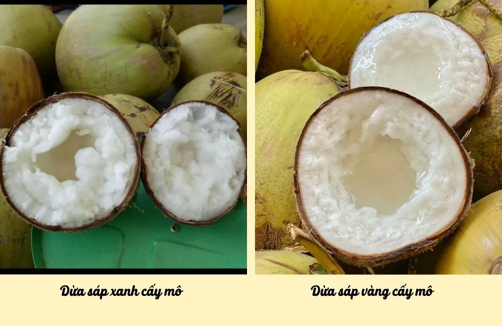 Dừa sáp xanh cấy mô và dừa sáp vàng cấy mô