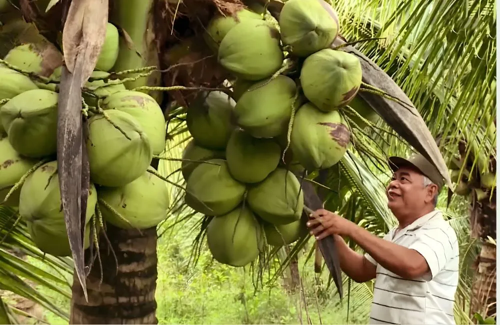 Dừa sáp xanh cấy mô và dừa sáp vàng cấy mô
