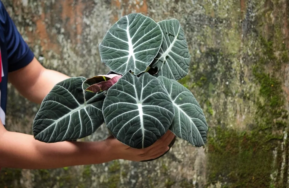 Giá cây Alocasia Black Velvet cấy mô theo kích thước