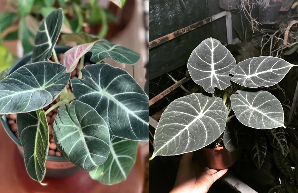 Kinh nghiệm mua Alocasia Black Velvet cấy mô giá tốt, chất lượng
